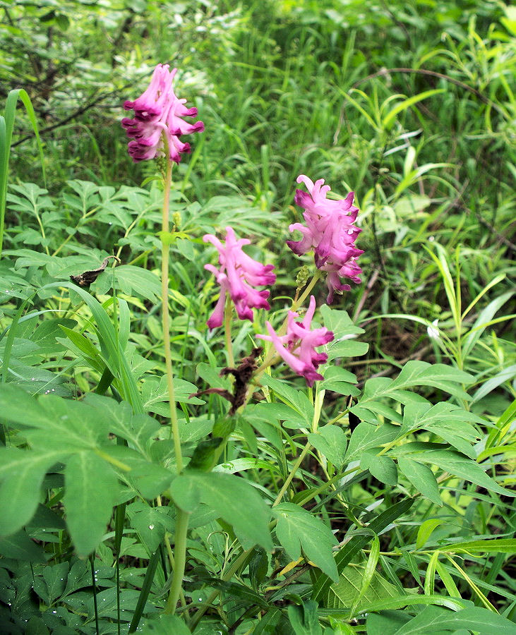 Изображение особи Corydalis multiflora.