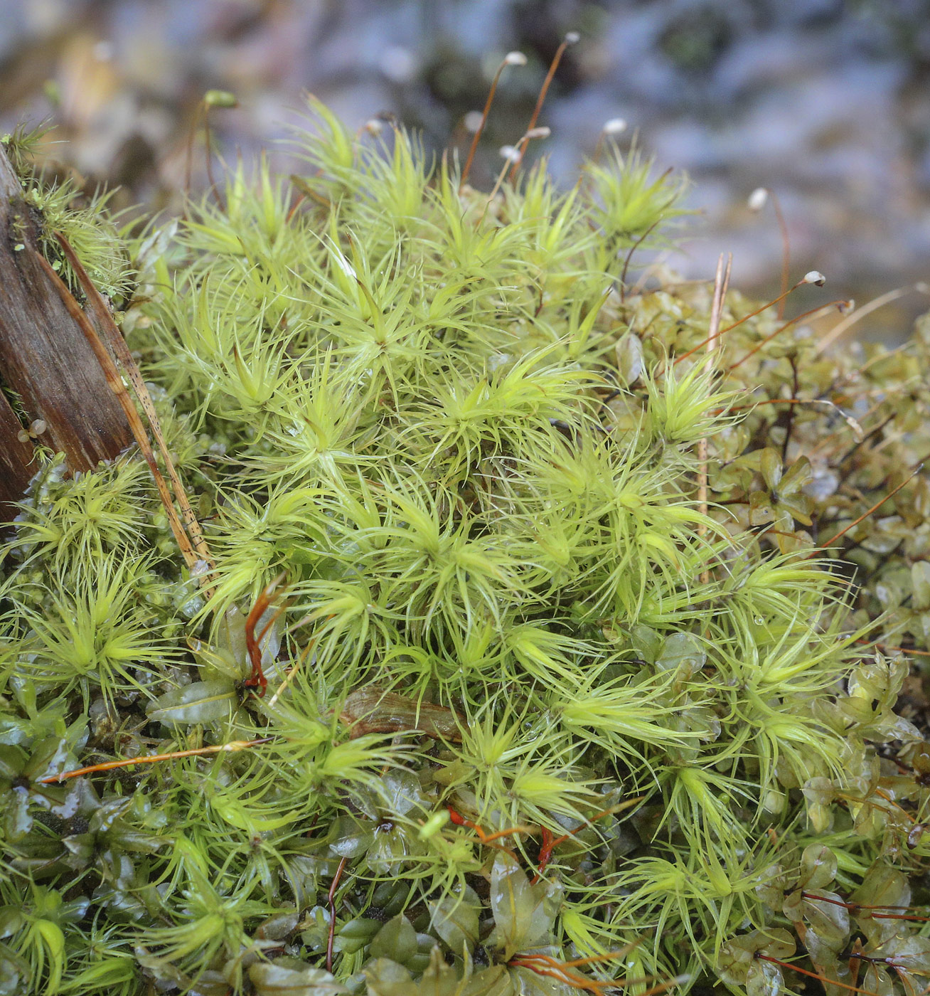 Image of Dicranum polysetum specimen.