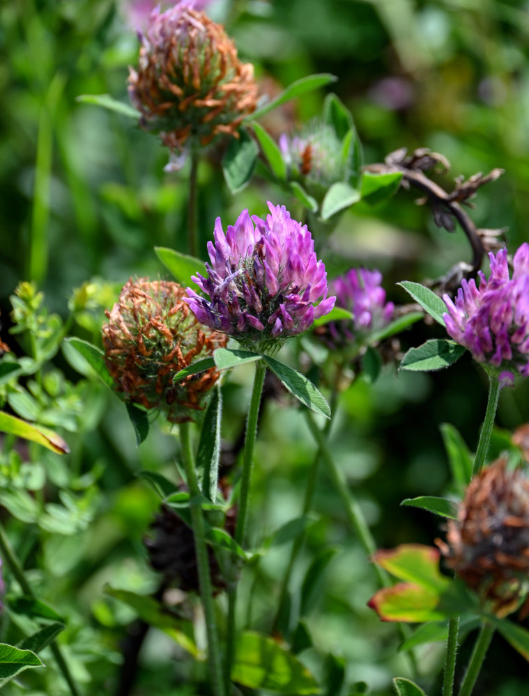 Изображение особи Trifolium pratense.