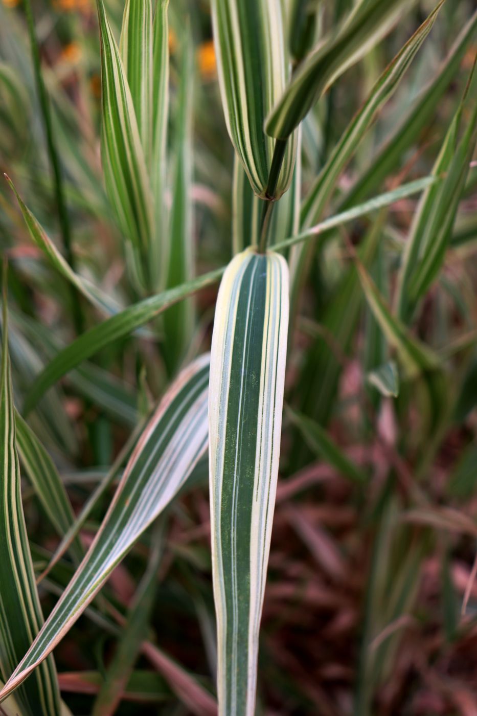 Image of Phalaroides japonica specimen.