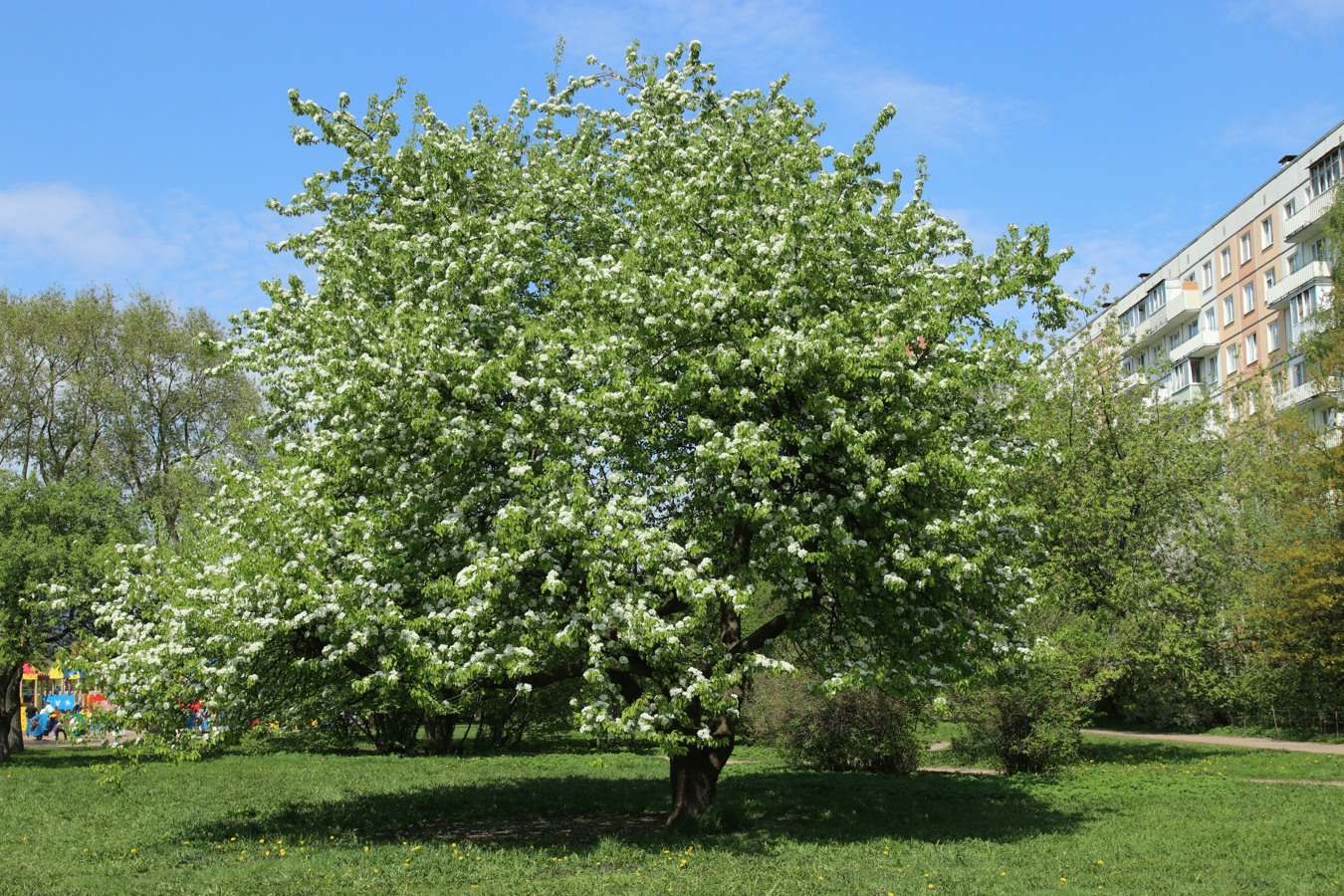 Изображение особи Pyrus communis.