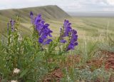 Scutellaria baicalensis. Цветущее растение. Забайкальский край, Ононский р-н, окр. оз. Зун-Торей, гора Куку-Хадан, горная степь. 26.06.2022.