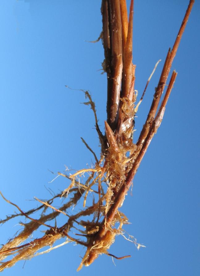 Image of Carex lasiocarpa specimen.