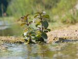 Mentha aquatica. Вегетирующие растения. Краснодарский край, Крымский р-н, окр. станицы Неберджаевская, берег р. Неберджай, песчано-глинистая отмель. 24.06.2023.