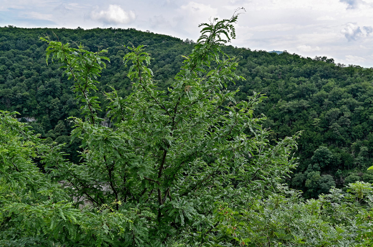 Изображение особи Gleditsia triacanthos.