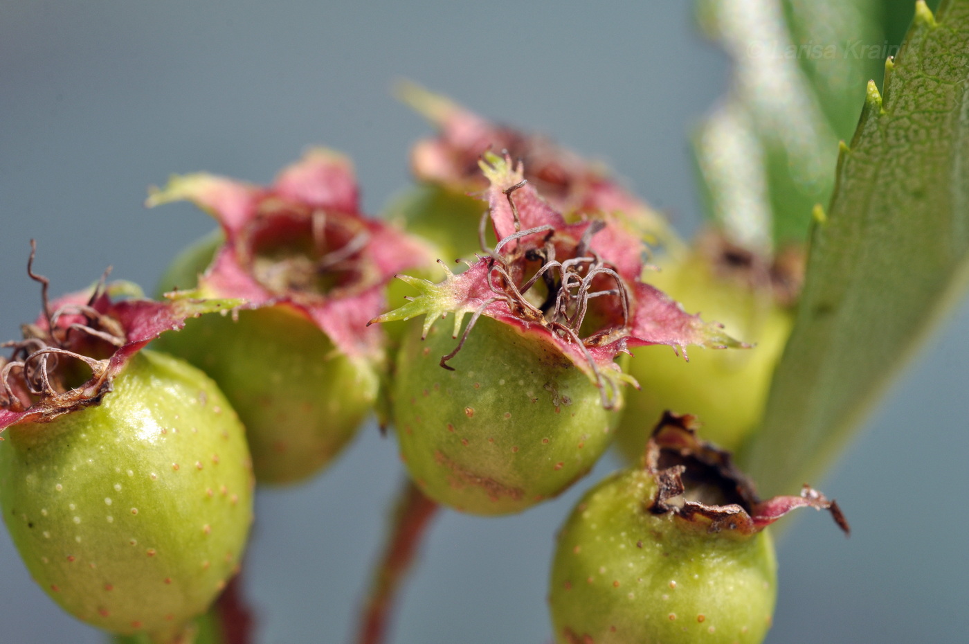 Изображение особи Crataegus pinnatifida.