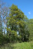 Quercus robur. Цветущее взрослое дерево. Ленинградская обл., Ломоносовский р-н, окр. дер. Ломаха; бровка дол. р. Ламошка, на известняке. 21.05.2023.