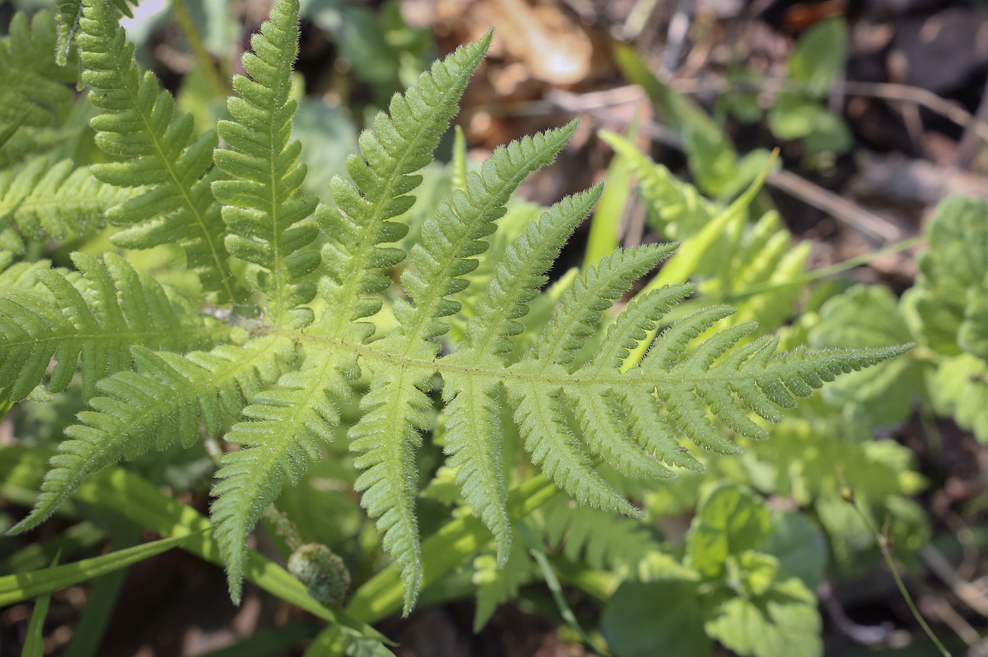 Изображение особи Phegopteris connectilis.