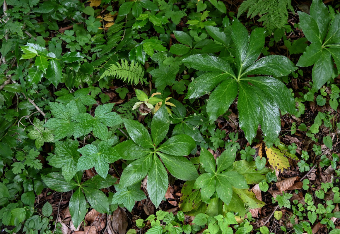 Image of Helleborus caucasicus specimen.