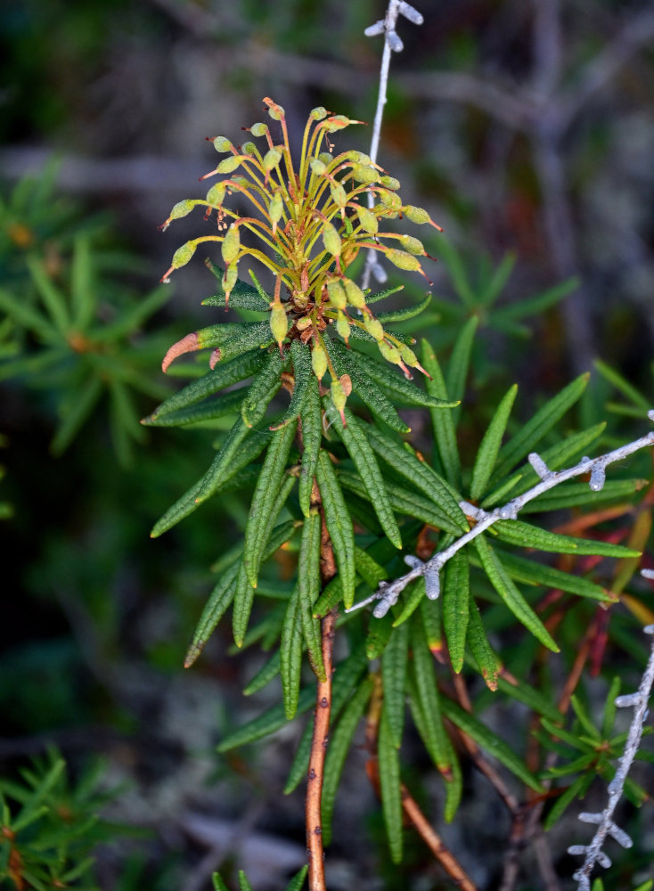 Image of Ledum palustre specimen.