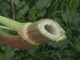 Rumex patientia