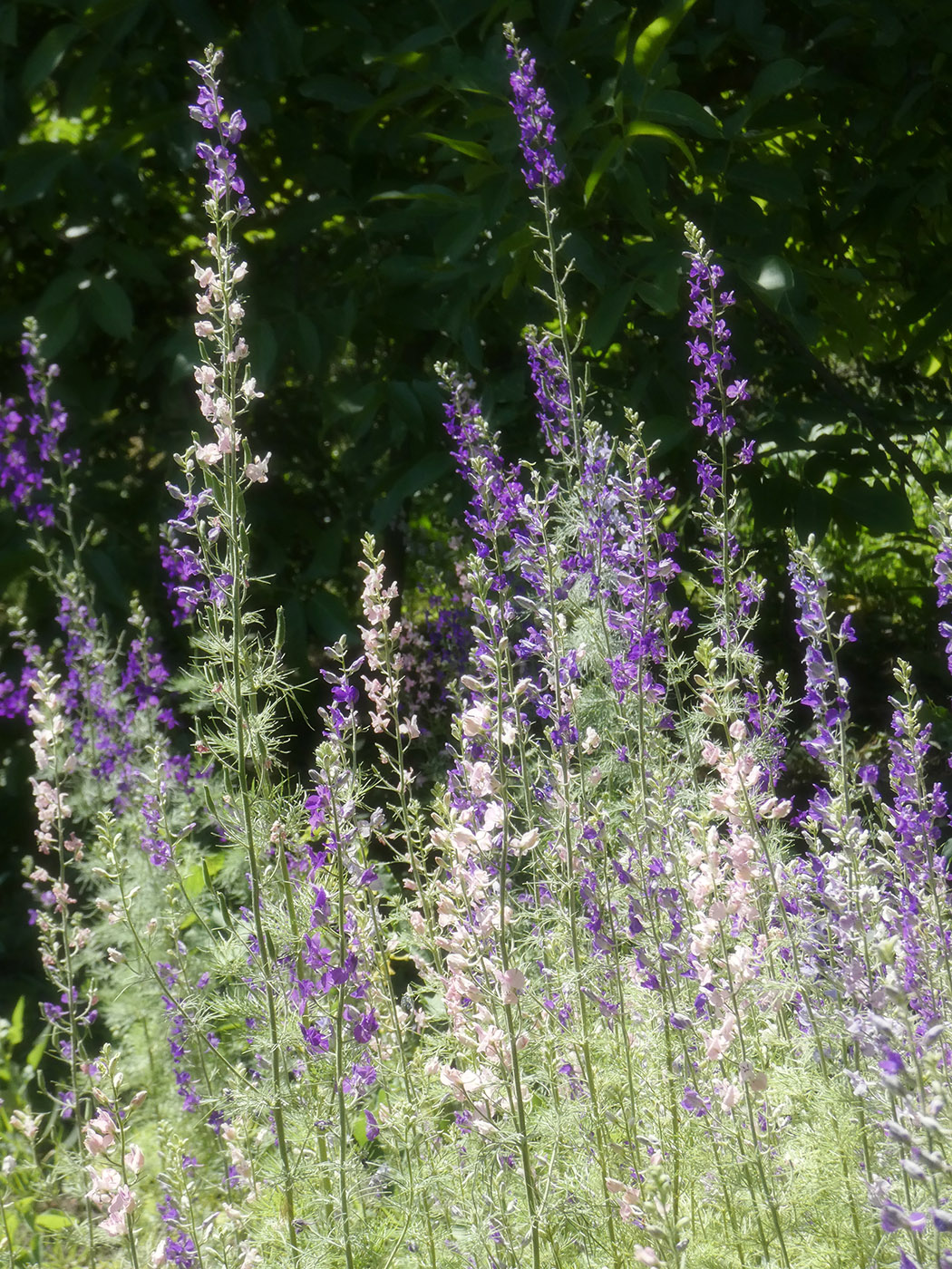 Изображение особи Delphinium ajacis.