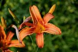 Hemerocallis × hybrida. Цветок. Грузия, Аджария, г. Батуми, в культуре. 17.06.2023.