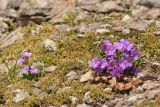 Primula amoena. Цветущее растение. Карачаево-Черкесия, Карачаевский р-н, Большой Кавказ, седловина перевала Малый Кичкинекол, ≈ 3190 м н.у.м., каменистая площадка. 22.07.2023.