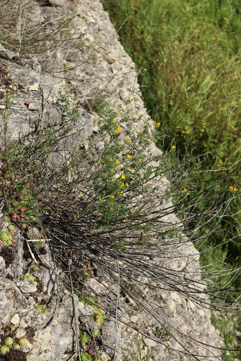 Изображение особи Medicago falcata.