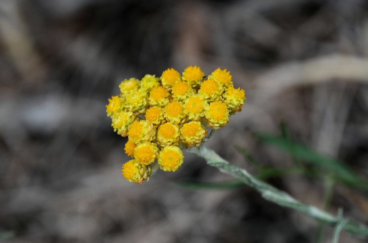 Изображение особи Helichrysum arenarium.