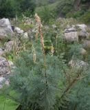 Myricaria bracteata. Плодоносящее растение. Чечня, Шаройский р-н, долина р. Цесиахк, 1 км ниже водопада Цеси. 11 августа 2023 г.