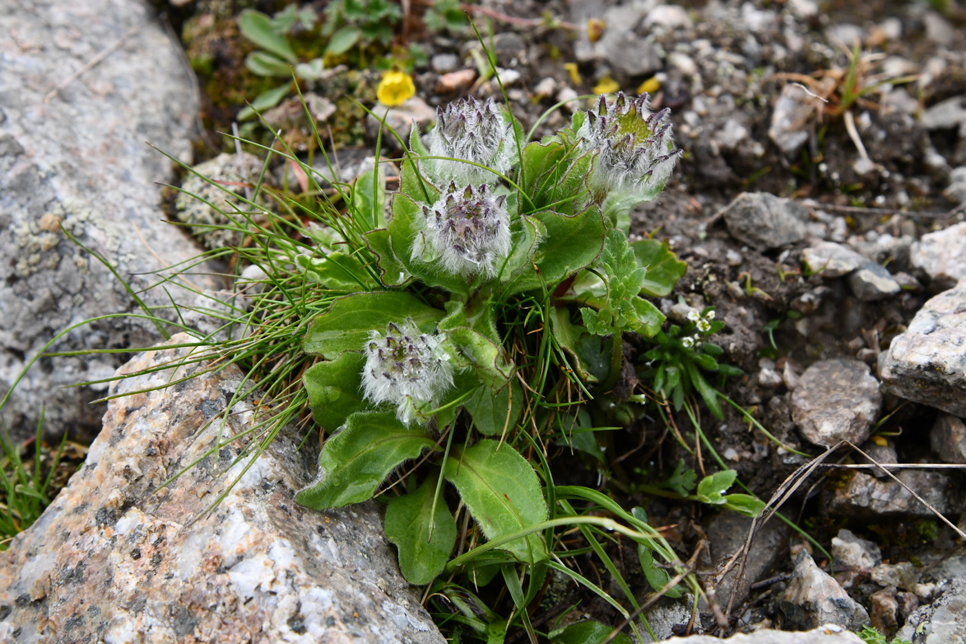 Image of genus Erigeron specimen.