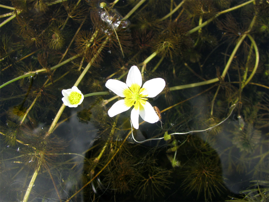 Image of Ranunculus circinatus specimen.