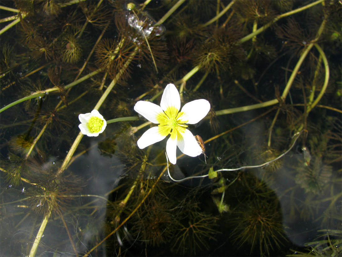 Изображение особи Ranunculus circinatus.