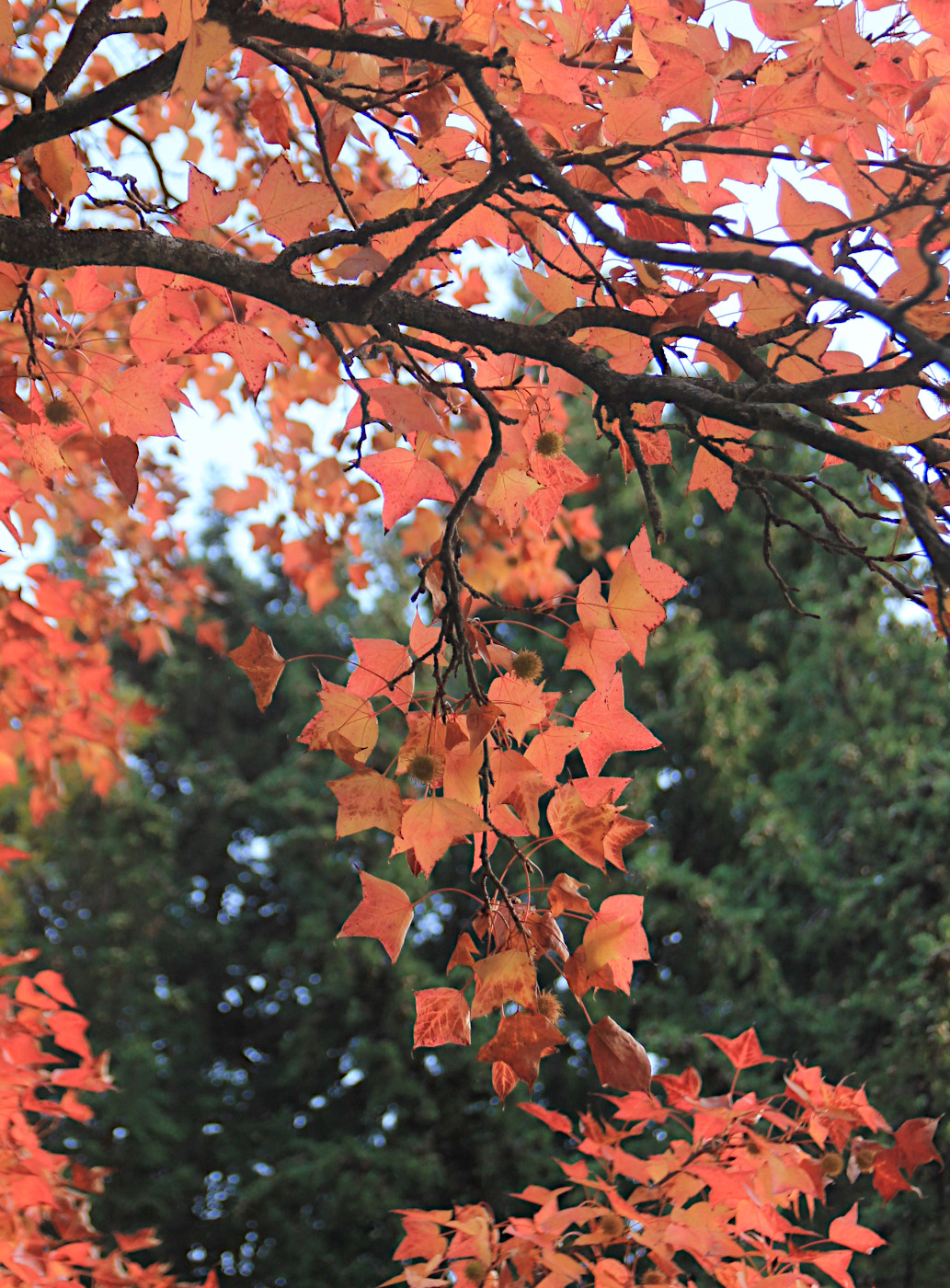 Image of Liquidambar formosana specimen.