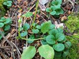 Moneses uniflora