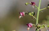 Scrophularia variegata. Цветок. Армения, обл. Гегаркуник, берег оз. Севан, окр. с. Норашен, ≈ 1900 м н.у.м., каменистый склон. 21.06.2022.