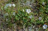 Geranium collinum