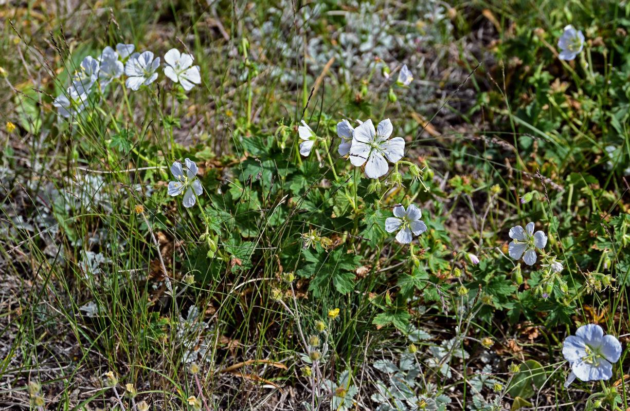 Изображение особи Geranium collinum.