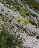 Peucedanum longifolium. Цветущие растения в сообществе с Onobrychis и Crepis. Чечня, Веденский р-н, берег оз. Кезенойам, ≈ 1800 м н.у.м., осыпающийся каменистый склон. 25.07.2022.