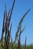 Calamagrostis groenlandica