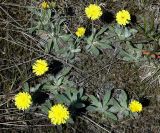 Pilosella officinarum