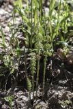 Equisetum sylvaticum