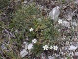 Cerastium arvense