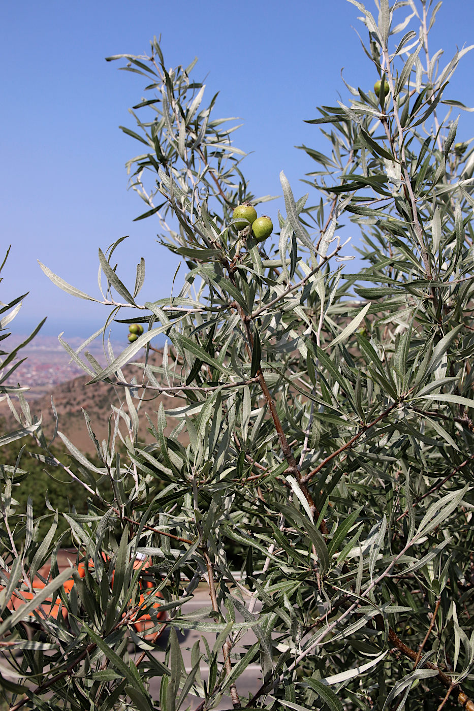 Image of Pyrus salicifolia specimen.