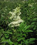 Filipendula ulmaria. Верхушка цветущего растения. Смоленская обл., Смоленский р-н, пос. Каспля. 24.06.2010.