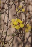 Verbascum blattaria. Цветок и плоды. Волгоградская обл., Калачевский р-н, окр. станицы Голубинская, сухая дерновинно - злаковая степь. 11.10.2024.