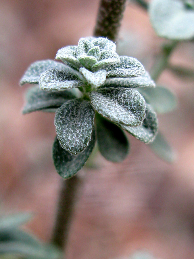 Изображение особи Odontarrhena muralis.