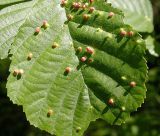 Alnus glutinosa. Лист. Красноватые сосочки - галлы клещей. Ленинградская обл., окр. пос. Яппиля, оз. Зеркальное, 8 июля 2005 г.