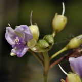 Murdannia nudiflora