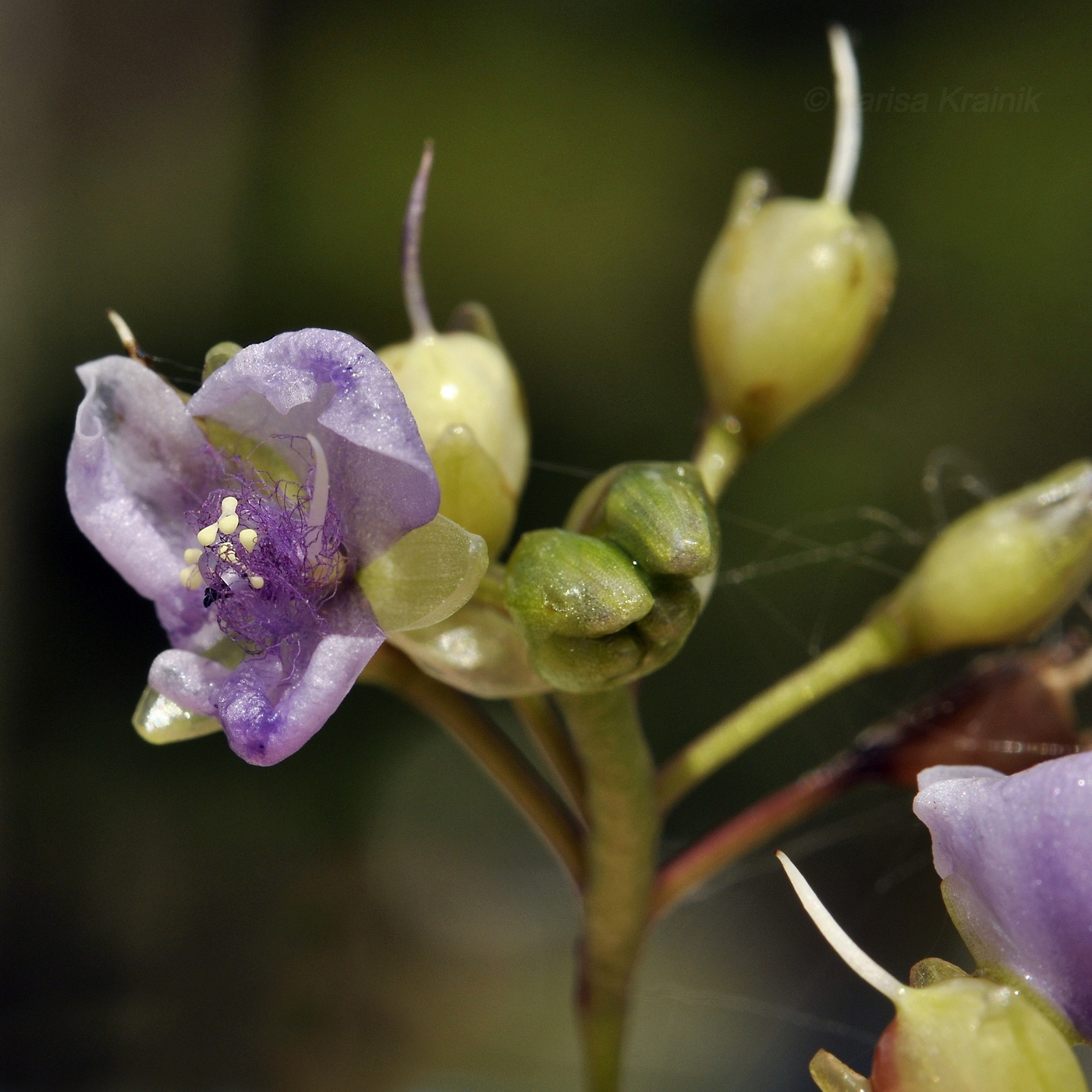 Image of Murdannia nudiflora specimen.