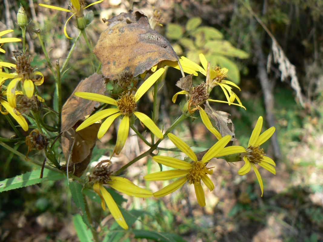 Image of Senecio nemorensis specimen.
