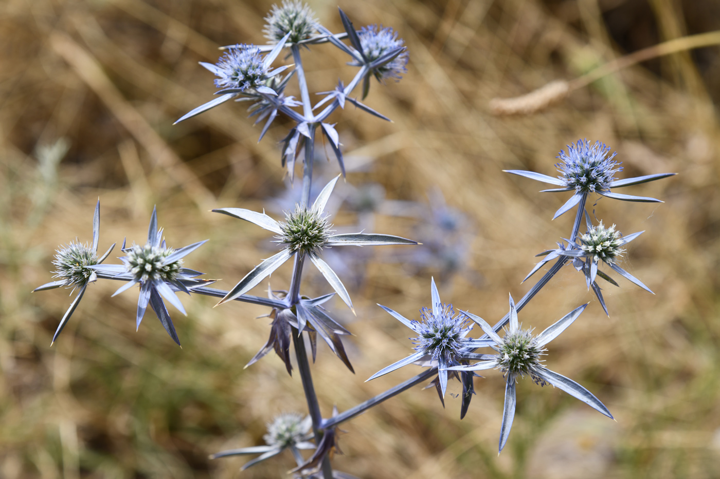 Изображение особи Eryngium caeruleum.
