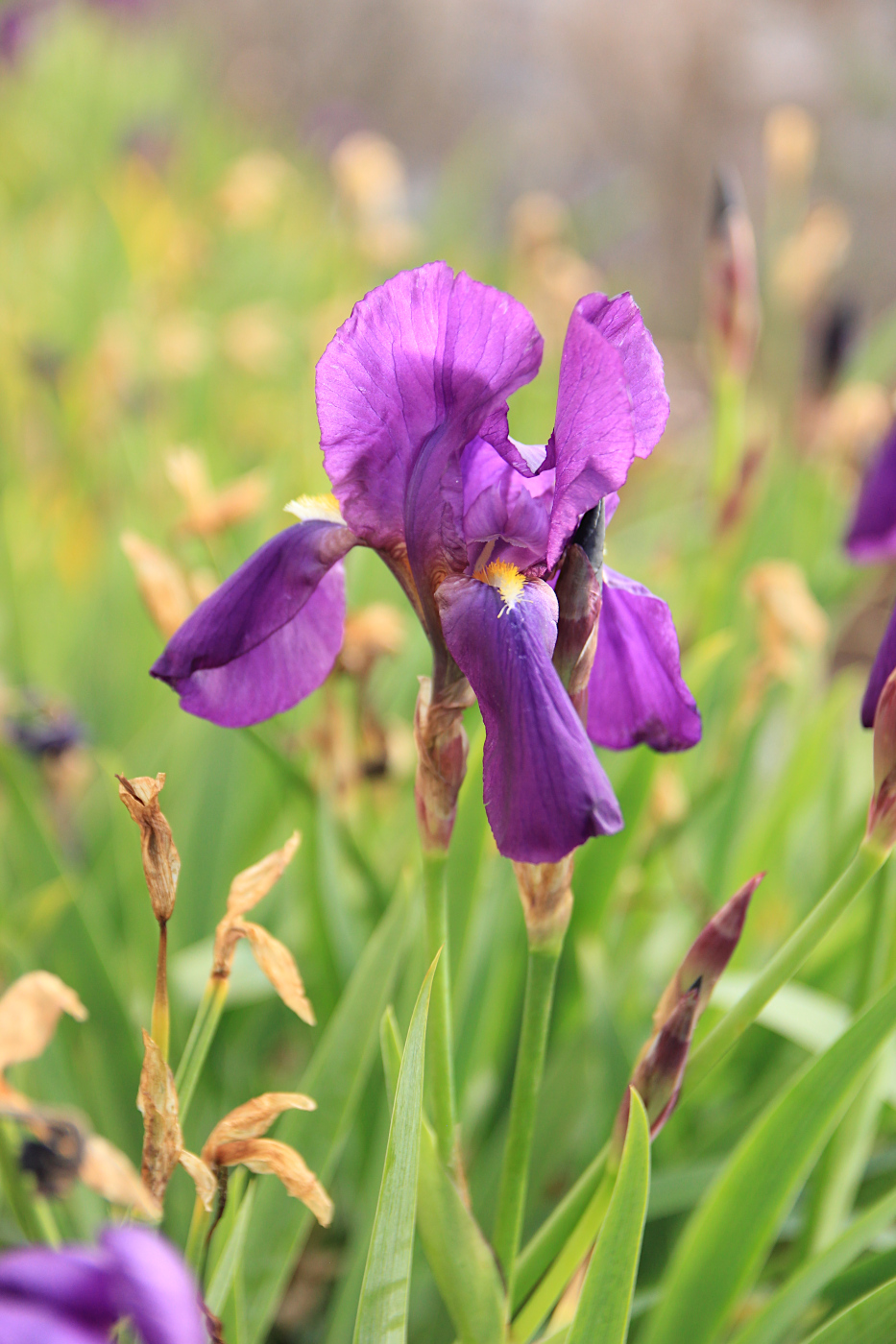 Image of Iris germanica specimen.