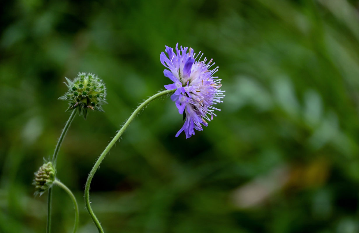 Image of Knautia arvensis specimen.