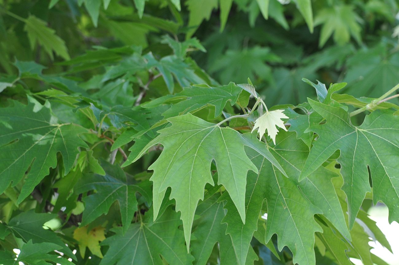 Image of Platanus orientalis specimen.