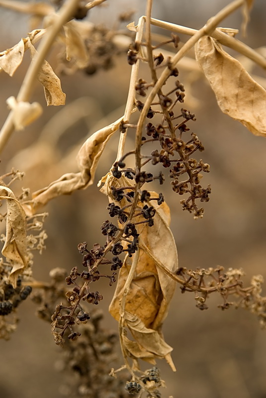 Изображение особи Phytolacca americana.