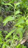 Polygonatum odoratum