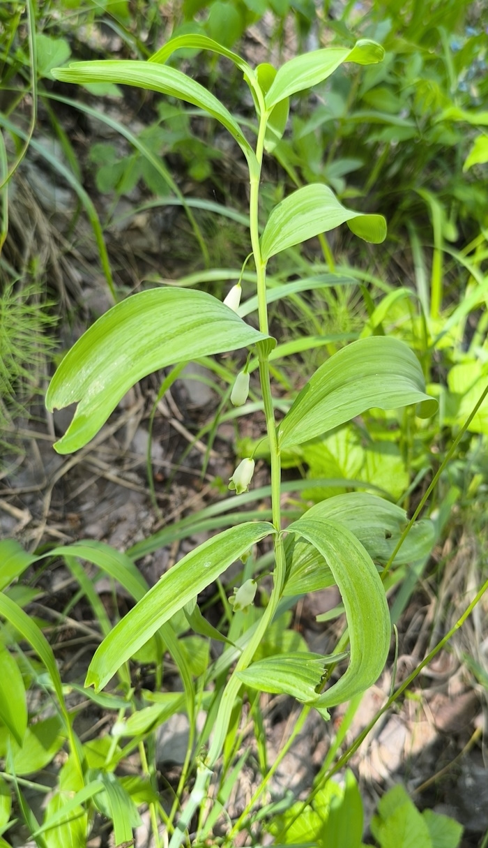 Изображение особи Polygonatum odoratum.