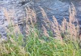 Calamagrostis purpurea